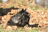 SCOTTISH TERRIER 115
